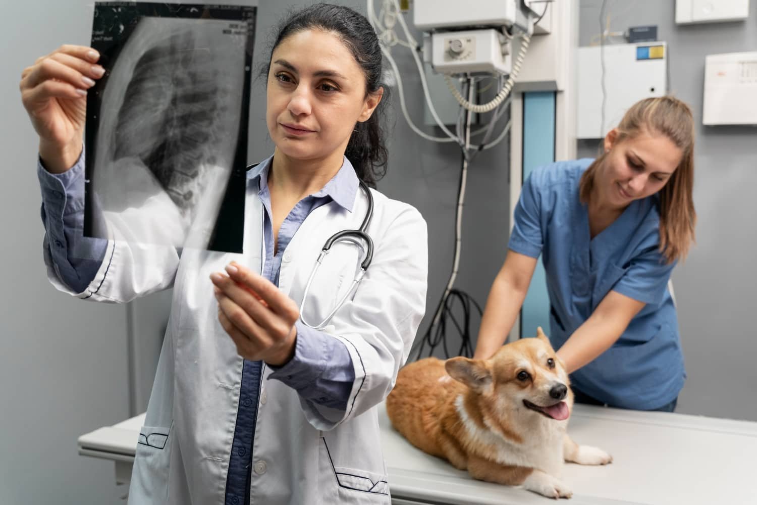 Veterinariana-6.jpg