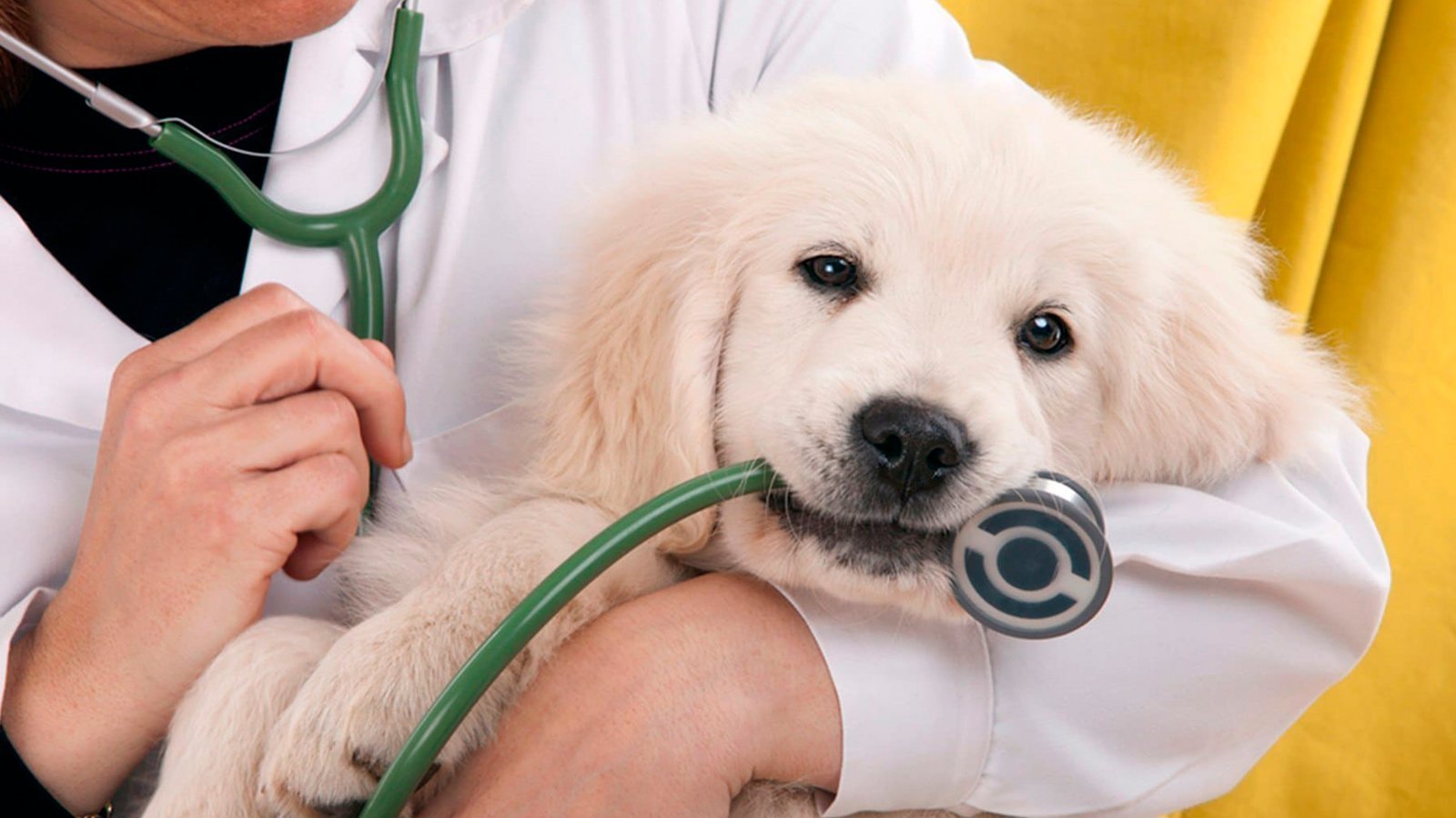Veterinariana-8.jpg