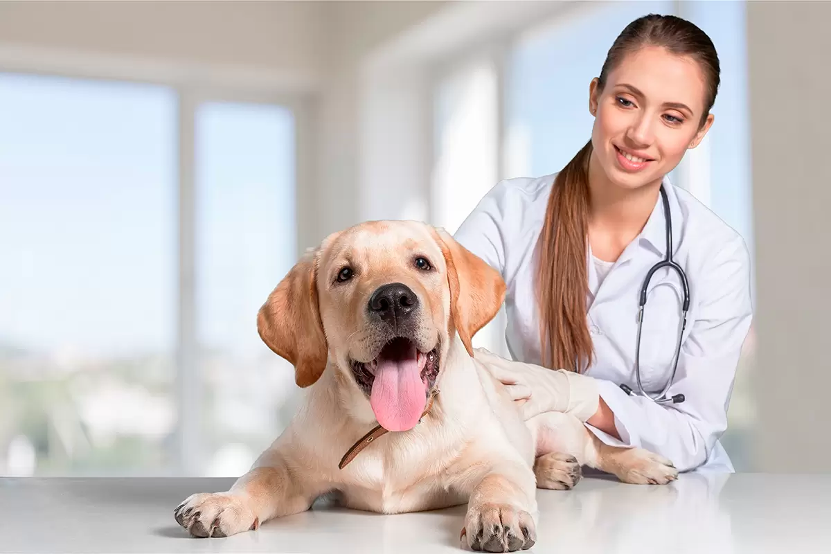Veterinariana-9.webp